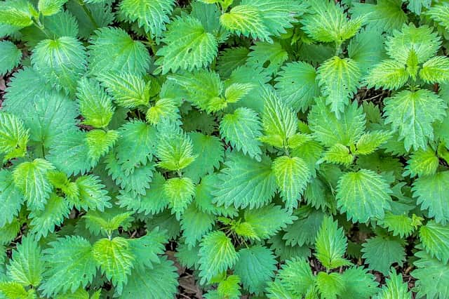 nettle-leaf-bichu-buti-in