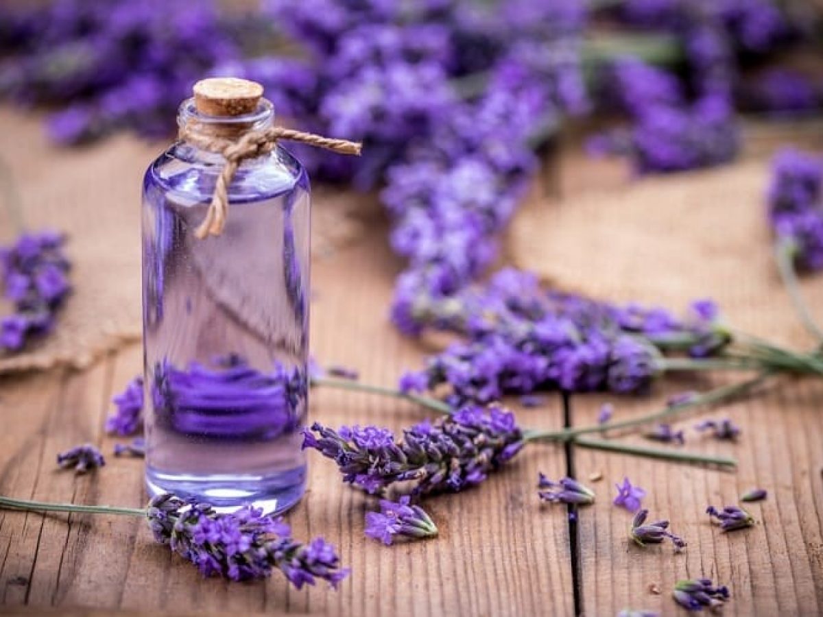 lavender-oil-ko-hindi-me-kya-kehte-hai-best-gambit