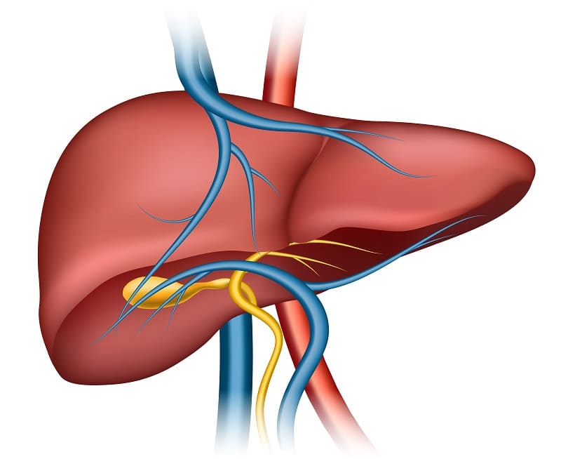 ल वर यक त य ज गर क य ह क र य र ग और स व स थ य रखन क तर क Liver Function Diseases