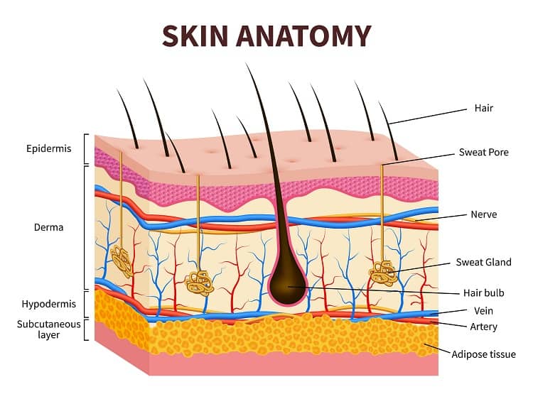 म नव त वच क स रचन क र य स तर र ग ट स ट और इल ज Human Skin Anatomy In Hindi