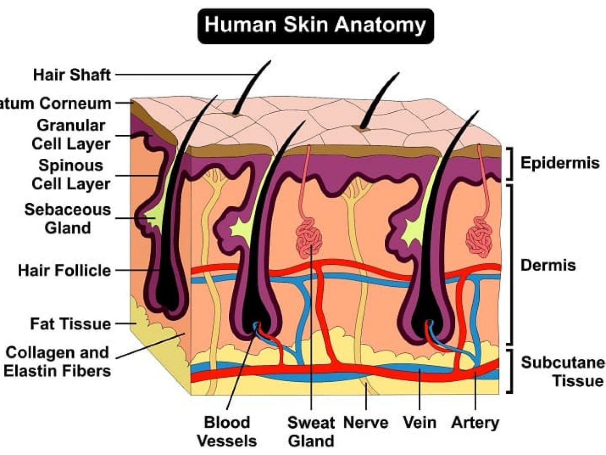 म नव त वच क स रचन क र य स तर र ग ट स ट और इल ज Human Skin Anatomy In Hindi