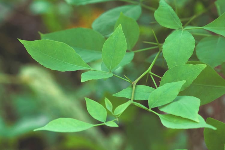 bilva-leaves-benefits-and-side-effects-in