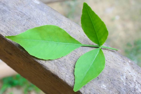 bilva-leaves-benefits-and-side-effects-in