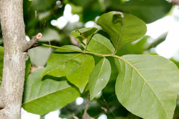 bilva-leaves-benefits-and-side-effects-in