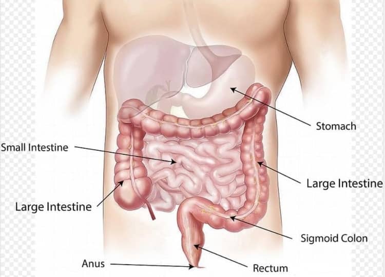 how-to-clean-intestine-in-hindi